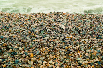 Seashells on the beach