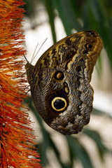 Bananenfalter (Caligo eurilochus)