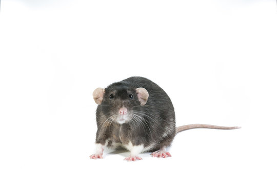 BlackRat_02