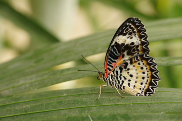 Cethosia hypsea
