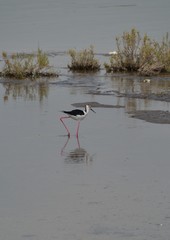 Różne ptaki w Dubaju © Iwona