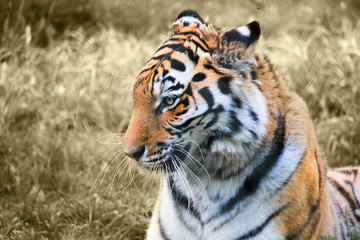 Tiger Portrait Sepia