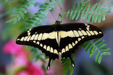 K&ouml;nigs-Schwalbenschwanz (Papilio thoas)