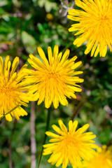 Yellow dandelions on blue sky background
