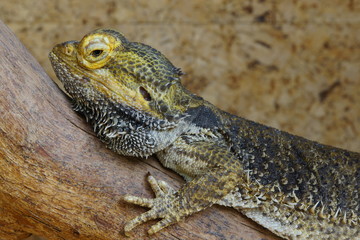 Streifenköpfige Bartagame oder Farbbartagame (Pogona vitticeps)