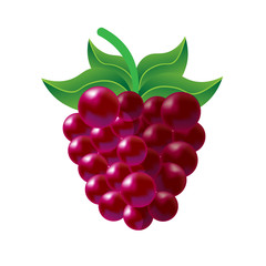 One raspberry on white