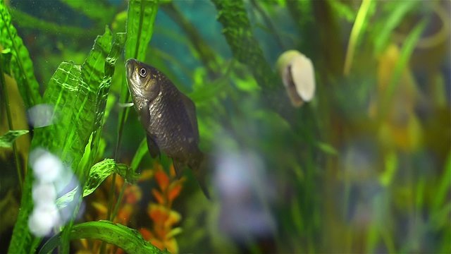 Fish a crucian in a house aquarium eats green leaves of a grass