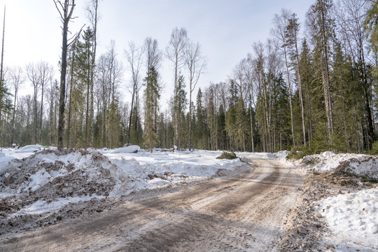 Road in woods after having driven trucks