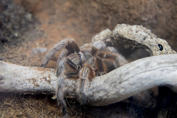 A tarantula waiting to ambush its prey