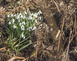Snowdrops in England in February