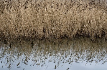 Reflection of reeds in still water,