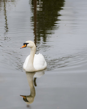 British swan on a still canal with ripples