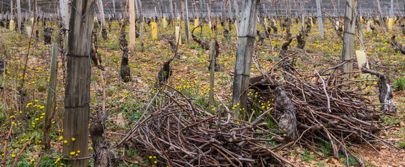 vignes au pied de la roche
