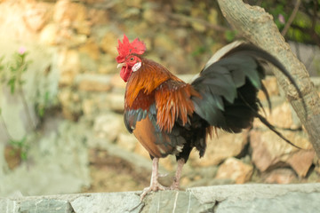 Soft focus on chicken heads and other parts blur . where the sun