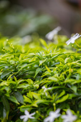 green leaf background.