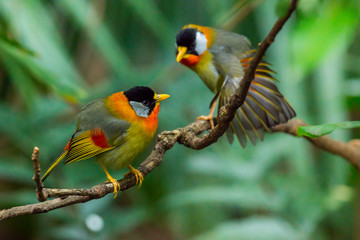 Silver-eared Mesia (Leiothrix argentauris)