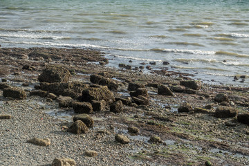 Fototapeta na wymiar Low Tide Shoreline 2