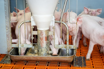 Ferkelaufzucht, Ferkel an einem Futterautomaten © Countrypixel