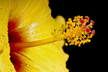 Macro of yellow and red Hibiscus mflower