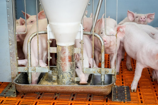 Ferkelaufzucht, Ferkel an einem Futterautomaten
