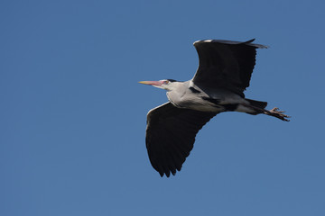 Grey Heron, Ardea cinerea