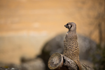 Erdmännchen im Zoo