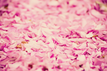 Pink sakura flower petals, natural romantic abstract background