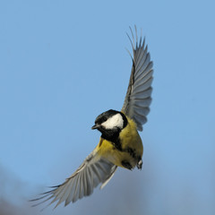 Flying Great tit against blue sky background - 105863916