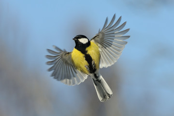 Flying Great tit against blue sky background