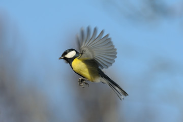 Flying Great tit against blue sky background