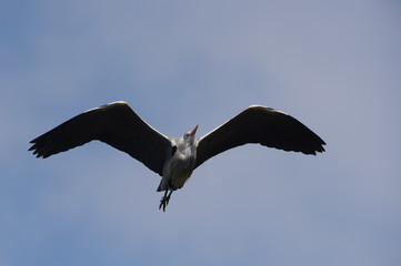 Grey Heron, Ardea cinerea