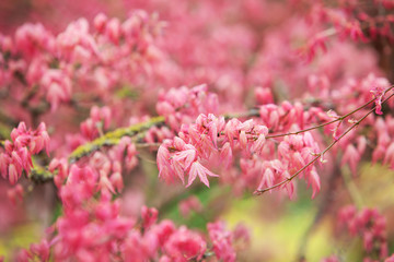 Red leafs of Acer palmatum  background