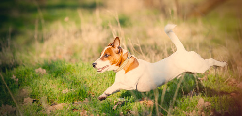 Fototapeta premium photo of the dog