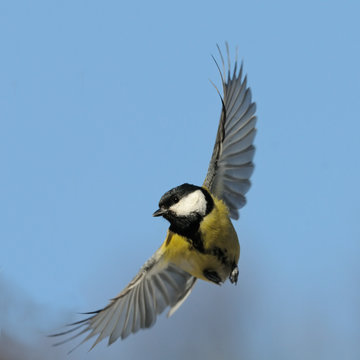 Flying Great tit against blue sky background
