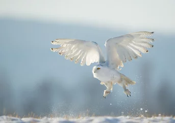Photo sur Plexiglas Hibou Snowy owl taking off from snowy plain, with clean blue background, Czech Republic, Europe