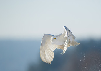 Snowy owl taking flying over snowy plain, with clean blue background, Czech Republic, Europe