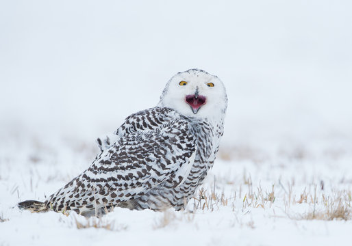 Cross-eyed snowy owl sitting on the plain, calling, with open beak, white background, Czech Republic, Europe
