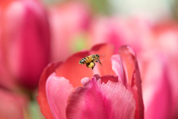 Honeybee with pollen basket flying to red tulip flower
