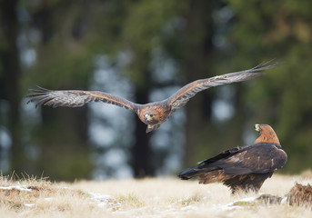 One golden eagle flying over the other one, with clean background, Czech Republic, Europe