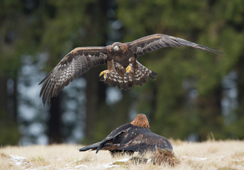 One golden eagle flying over the other one, with clean background, Czech Republic, Europe