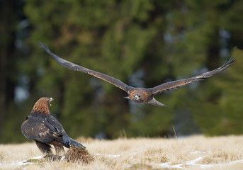 One golden eagle flying over the other one, with clean background, Czech Republic, Europe