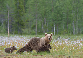 Fototapeta na wymiar Female brown bear with three cubs, walking in the grass, with forest background, Finland, Europe