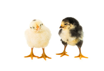 little chicken isolated