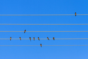 Flock of swallows on a electric wire against a blue sky