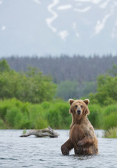 Grizzly bear standing in the river in rainy day, with green forest in background, Alaska, USA