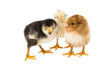 little chicken isolated