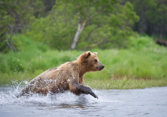 Grizzly bear fishing in the river in rainy day, with green forest in background, Alaska, USA