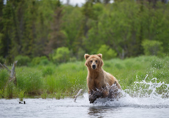 Grizzly bear fishing in the river in rainy day, with green forest in background, Alaska, USA
