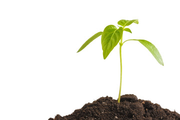 Green sprout plants growing from heap of soil, isolated on a white background. Ecology and hope