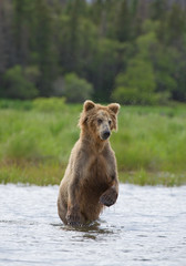 Obraz na płótnie Canvas Grizzly bear standing in the river in rainy day, with green forest in background, Alaska, USA